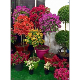 4 cây GIỐNG hoa giấy (chọn màu vào phần ghi chú khi đặt hàng)