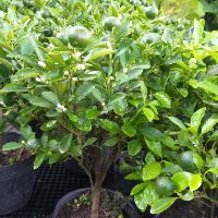 Cây Tắc đang có trái chưng tết (Quất, Hạnh)