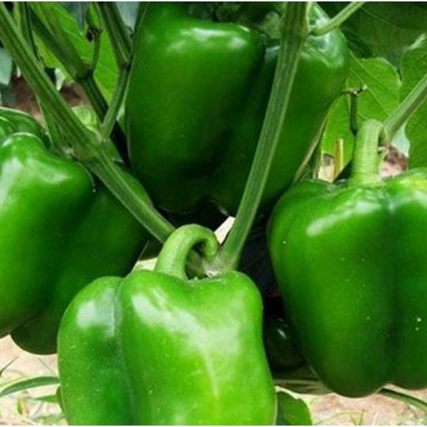 100 Hạt Giống Ớt Chuông Da Xanh Siêu Quả (5358)