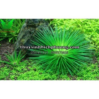 CÂY DÙI TRỐNG THỦY SINH LÁ NƯỚC TRỒNG TIỀN CẢNH HÀNG HIẾM SỐ LƯỢNG ÍT