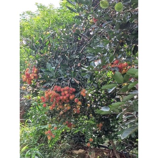Cây Chôm Chôm Thái Trái Siêu Sớm