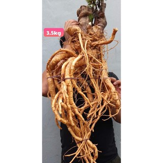 Củ đinh lăng tươi
