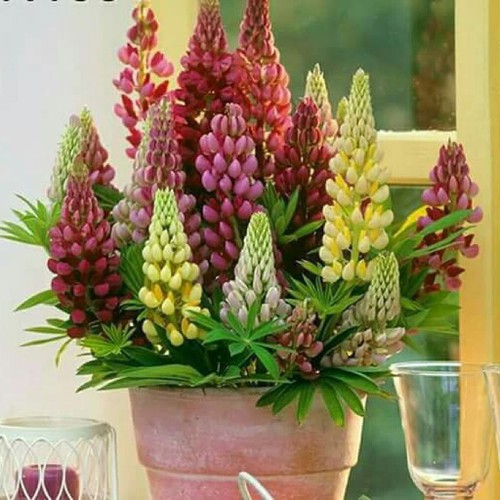 Hạt giống Hoa Đậu thơm LUPIN nhiều màu - Gói 1 gram