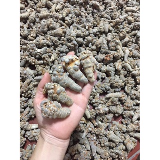củ tam thất size 52củ , 66 củ 1kg