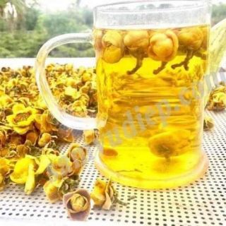 Cây giống trà hoa vàng