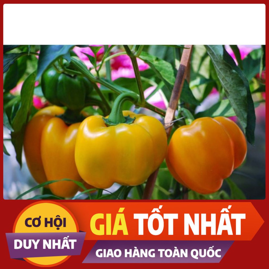 💥💧[SIÊU HOT] Hạt Giống Ớt chuông vàng 10 Hạt (golden seed) [GIÁ RẺ]💥💧