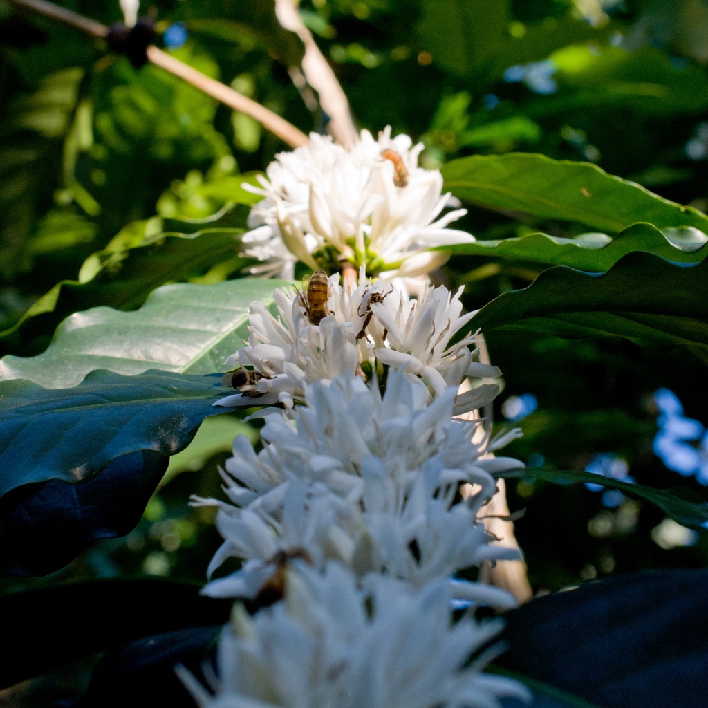 Mật ong nguyên chất hoa cà phê Liberain Coffee - Dùng để pha với cà phê cold brew, cà phê nguyên chất
