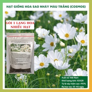  Hạt giống hoa sao nhái - cánh bướm MÀU TRẮNG gói 2 LẠNG nhiều hạt đẹp tỷ lệ nảy mầm cao dễ chăm sóc HSN008877 