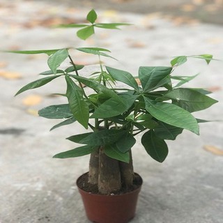 CÂY KIM NGÂN CHẬU NHỰA 3 THÂN ( Tam Lộc)