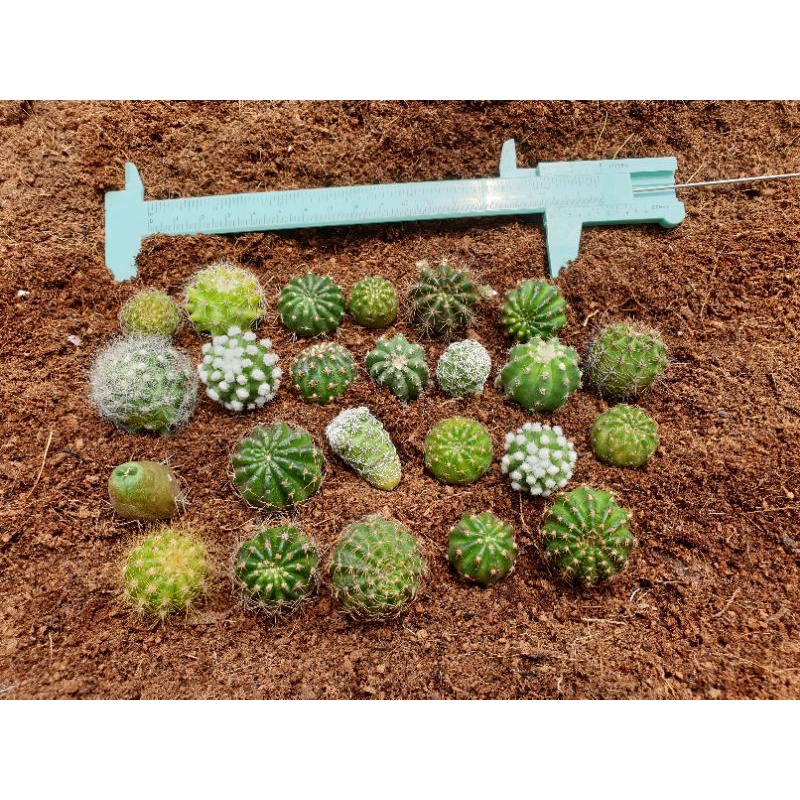Set xương rồng mini bẻ con