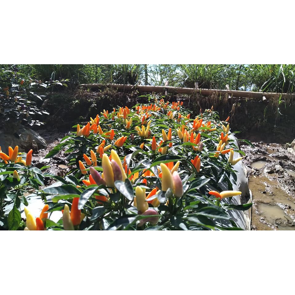 Hạt giống Ớt Numex Easter Ớt Cầu vồng 15h