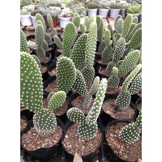 Xương Rồng Tai Thỏ Trắng Size Bầu 5cm Hư 1 Đổi 1