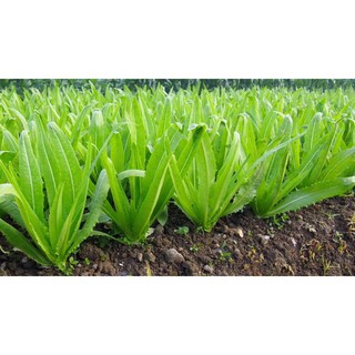 Hạt giống rau diếp thơm