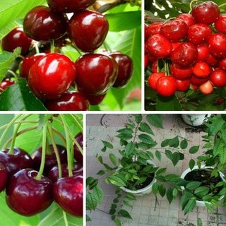 giống quả cherry đỏ sai quả 10 hạt