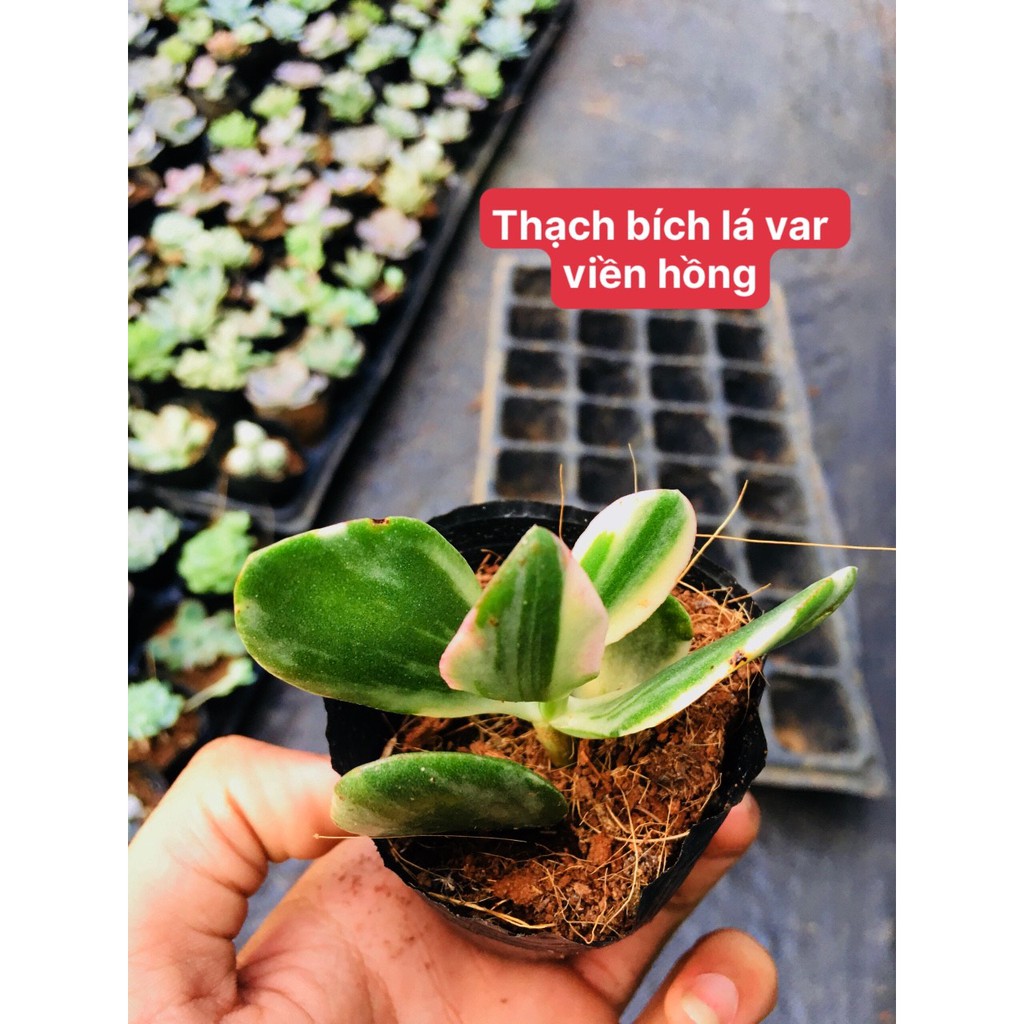 sen đá Thạch Bích lá var viền hồng