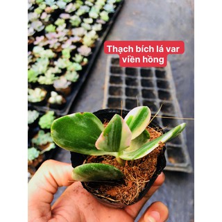 Sen đá Thạch Bích lá var viền hồng