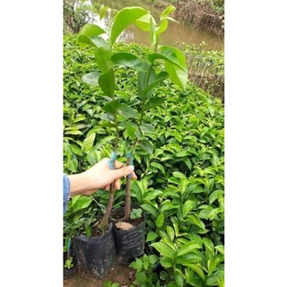 Cây giống mãng cầu xiêm ghép siêu sớm