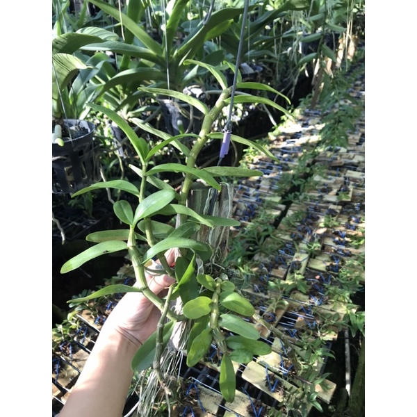 |SIÊU ĐẸP| Trầm 6 Mắt Thơm