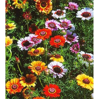 <> hạt giống cúc chi mix - beeshop
