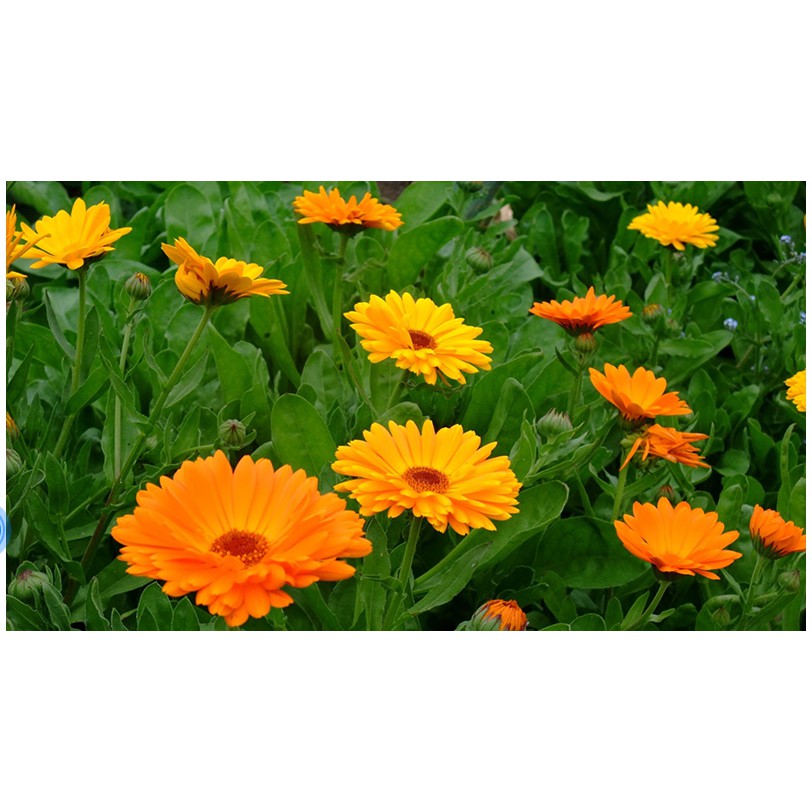 Hạt giống HOA CÚC SUSI nhiều màu - Gói 0,5 gram