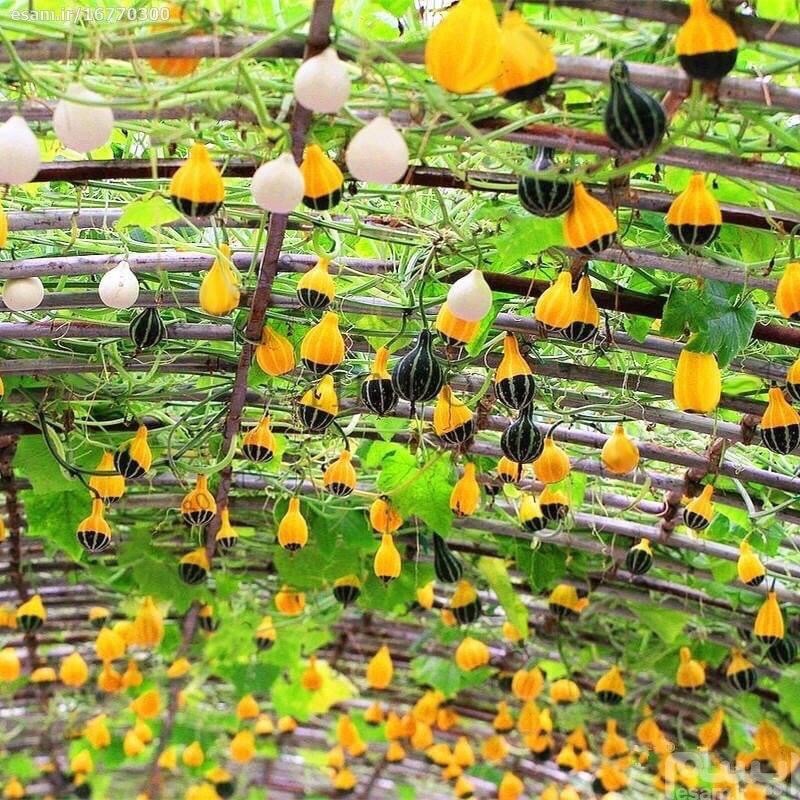 HẠT GIỐNG BÍ MINI BICOLOR MIX