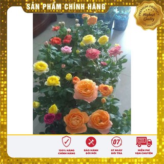 Hat giống hoa Hồng Tỉ Muội nhiều màu ( 20 hạt)