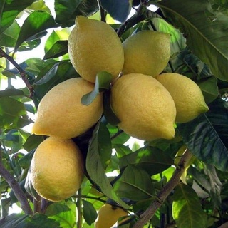Cây Giống Chanh Vàng Eureka
