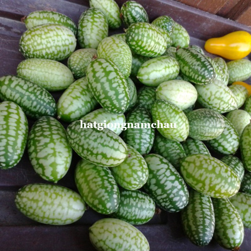 5 H - HẠT GIỐNG DƯA HẤU MEXICO