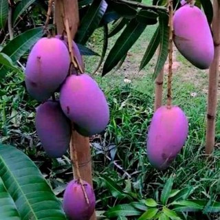cây giống xoài tím