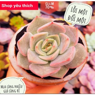 Sen đá đế vương xám lỗi 1 đổi 1