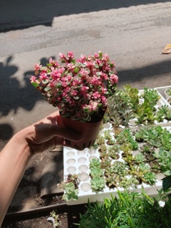 Cây đô la hồng giống mới