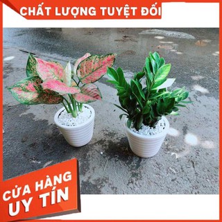 Combo 2 Chậu Vạn Lộc & Kim Tiền Nhiều Người Mua