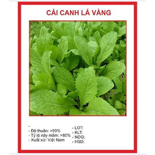 Hạt giống rau Cải canh lá vàng 20gr