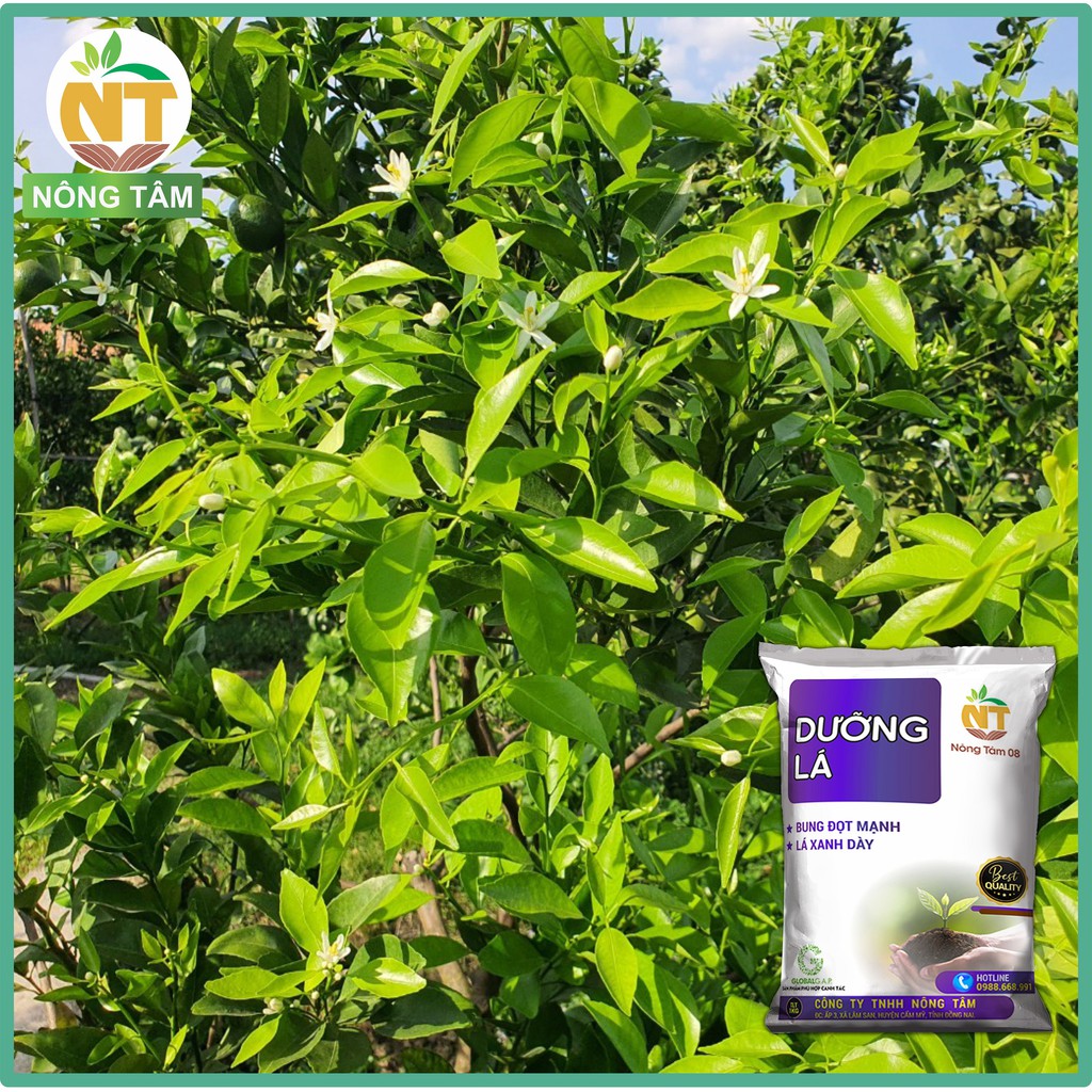 Phân bón Dưỡng lá, kéo đọt chuyên dùng cho cây ăn trái, cây công nghiệp, gói 1kg