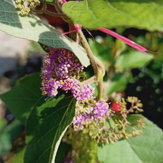 Cây Ngọc Long Châu có thể cho hoa, Tử châu Đài Loan, Callicarpa formosana Rolfe var. formosana Rolfe - Trang Flowers