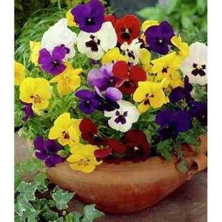 HẠT GIỐNG HOA PANSY-viola