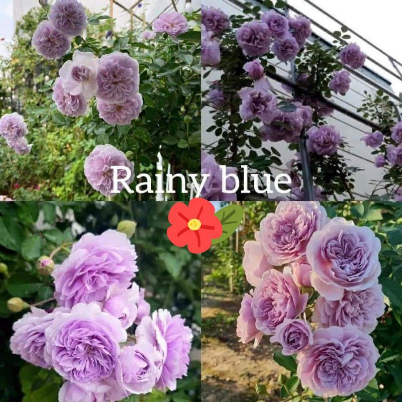 hoa hồng leo rainyblue màu tím khói