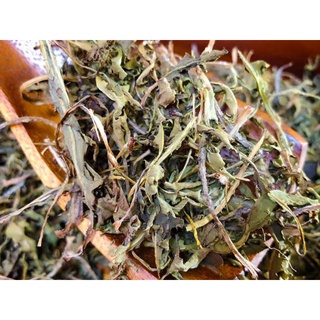 cây bồ công anh