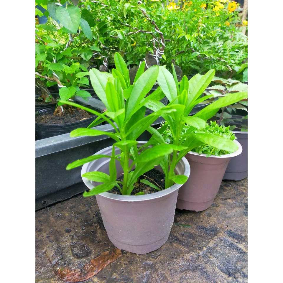 cây sâm đất rau sâm mồng tơi , thổ sâm cao ly, sâm thảo, sâm đông dương (talinum fruticosum)