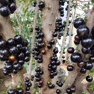 Cây giống nho thân gỗ tứ quý