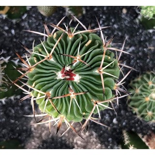 Xương rồng Echinofossulocactus mutilcostatus