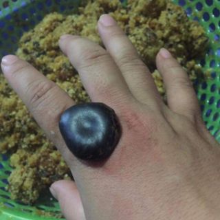 Hạt Đậu Lào (1 Hạt Giá Dùng Thử)