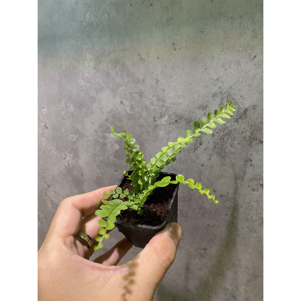 Dương xỉ cánh bướm set bình terrarium, gắn lũa, đá hồ bán cạn