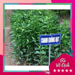 Cây chanh không hạt, cây chanh giống, chanh không hạt - caygiong-f1