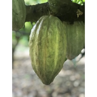 trái cacao tươi combo 3ký 55k
