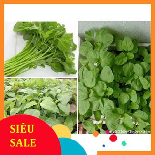 20g Hạt giống Rau Dền xanh