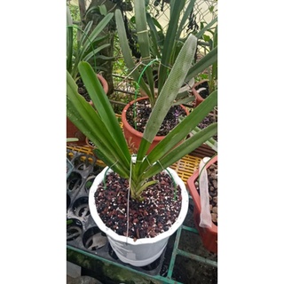 vỏ lạc hun 10k/1kg chuyên cho lan kiếm