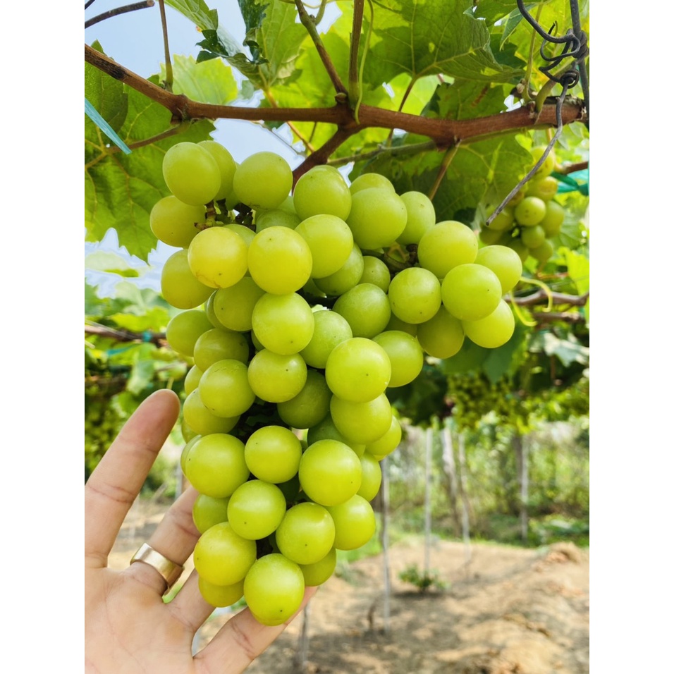 Cây Nho Giống Mẫu Đơn Hàn Quốc Leo Giàn