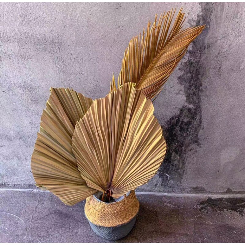 lá cọ khô trang trí lá cọ khô chụp ảnh