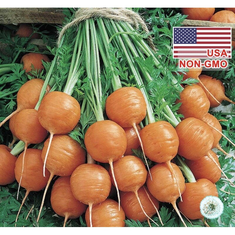 Hạt Giống Cà Rốt Củ Tròn Trồng Chậu | SL: 50 HẠT